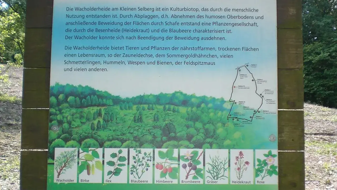 Infotafel zur Wacholderheide am Kleinen Selberg, die Lebensraum für viele Tiere und Pflanzen bietet. Sieben Quellen der Information sind hier dargestellt.