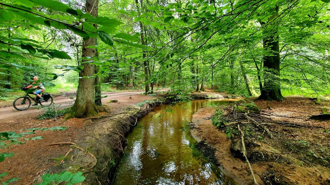 Ein Radfahrer fährt durch den sonnendurchfluteten holter wald, vorbei an einem Bach.