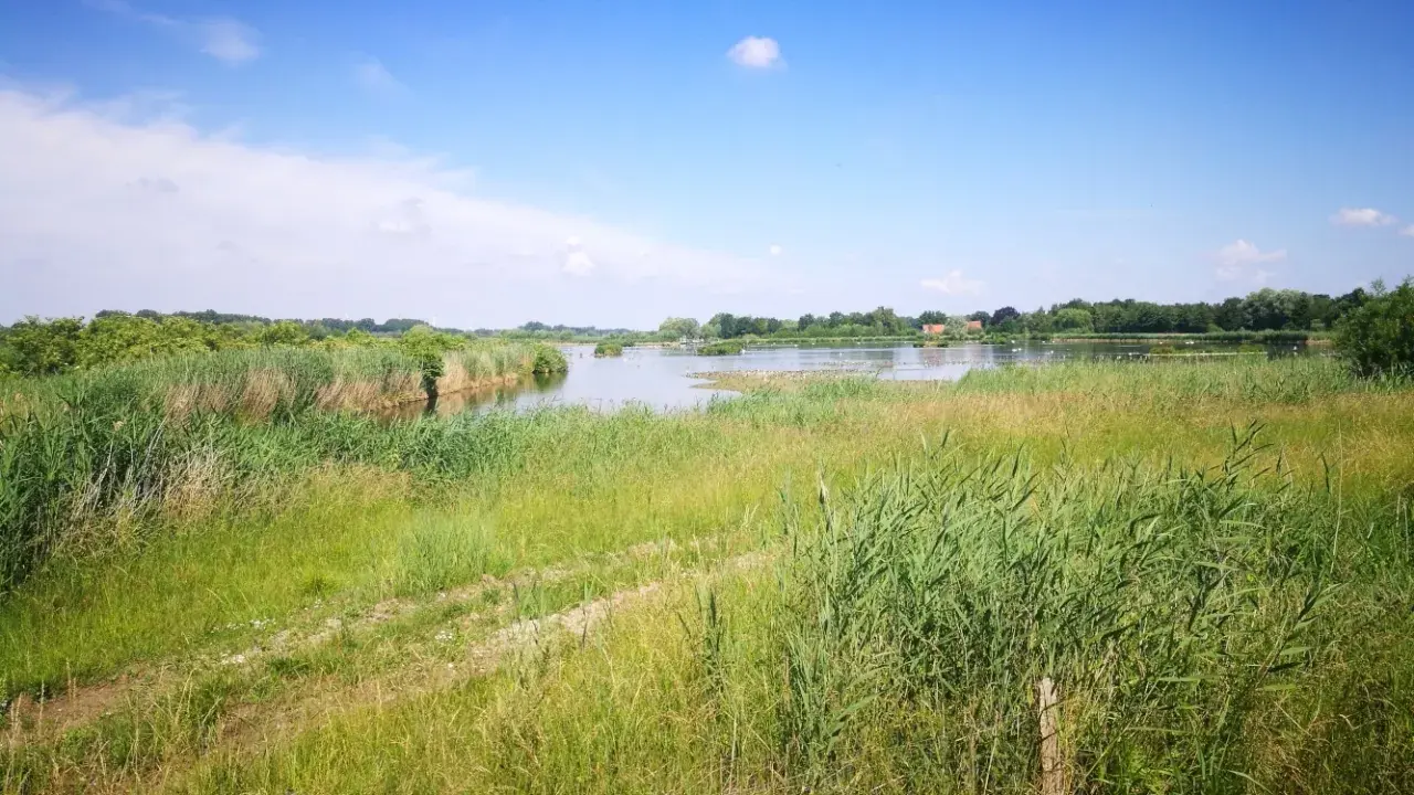 Idyllische Naturlandschaft mit Schilf und einem See, Heimat vieler Wasservögel, in der Gemeinde Wettringen.