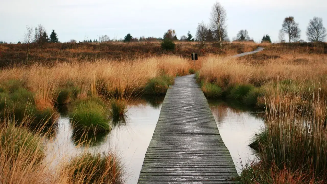 Holzsteg führt durch das **hohe Venn** mit goldenem Gras und Wasser. Ein friedlicher Pfad durch die Natur.