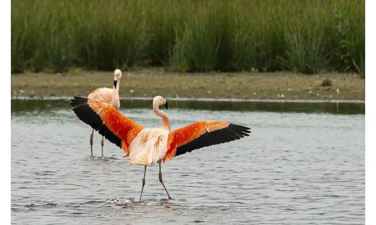 Flamingos im Zwillbrocker Venn breiten ihre leuchtend orangen Flügel aus. Ein zweiter Flamingo steht im Wasser dahinter.