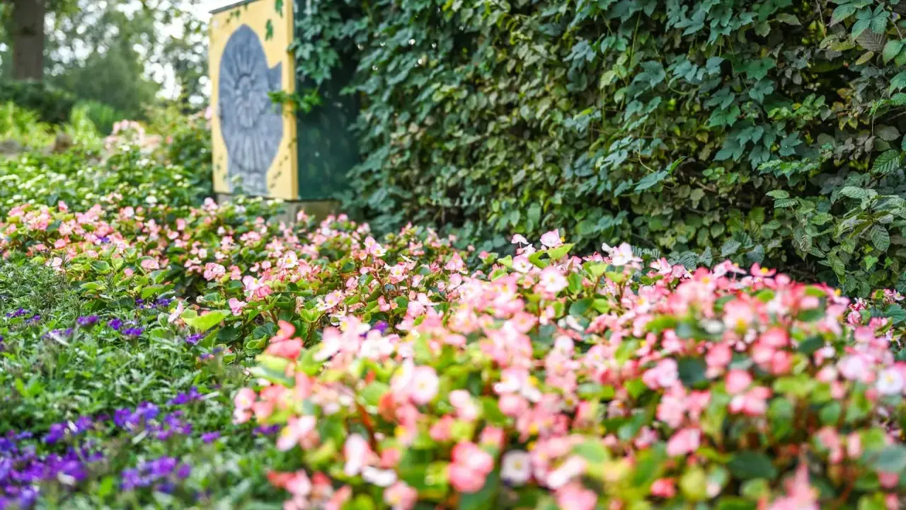Bunte Blumen im Rosengarten Seppenrade, mit einer Wand aus grünen Blättern und einem gelben Schild mit Ammoniten-Symbol im Hintergrund.