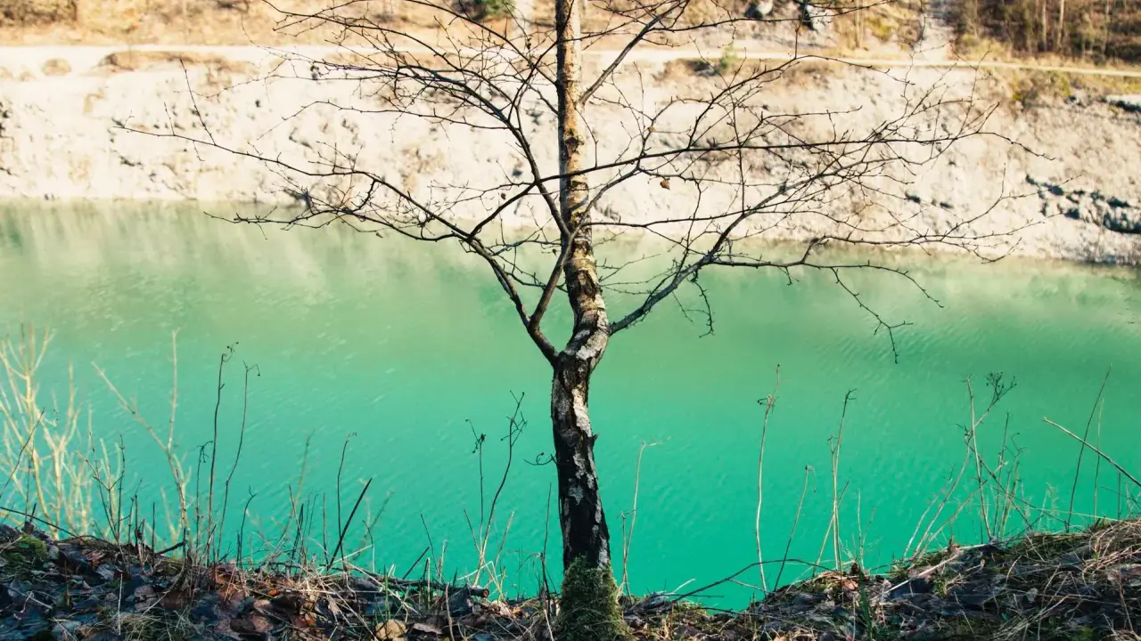 Ein kahler Baum steht am Ufer der blauen Lagune im Teutoburger Wald. Das Wasser schimmert türkisgrün vor der hellen Felswand.