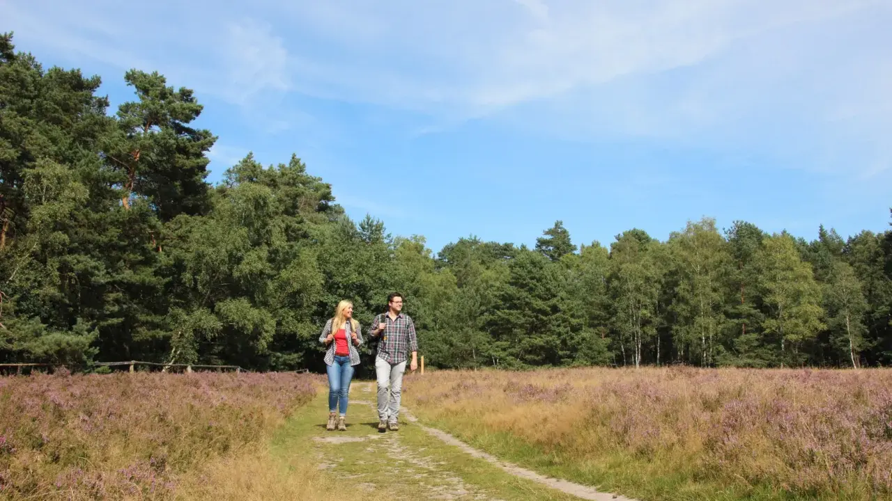 Ein Paar wandert auf einem Pfad durch blühendes Heidekraut. Der Weg führt entlang eines Waldes, ideal für einen Ausflug auf dem emsquellen wanderweg.