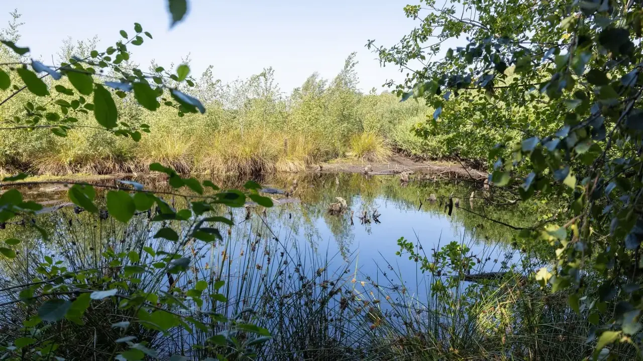 Ein ruhiger Teich im Emsdettener Venn spiegelt die üppige Vegetation und den blauen Himmel wider.
