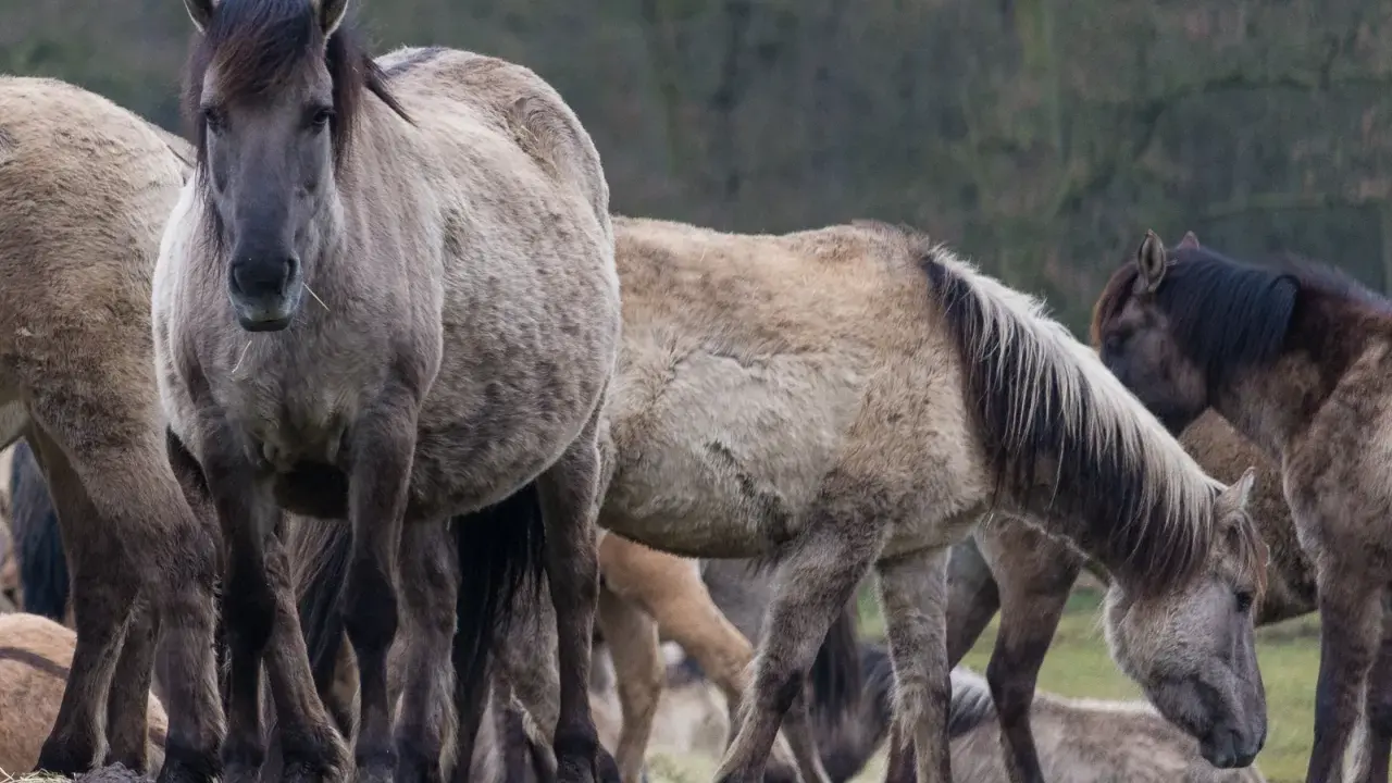 Eine Herde wilder Pferde in Deutschland, die auf einer grünen Wiese grasen. Ihre dicken Felle schützen sie vor der Kälte.