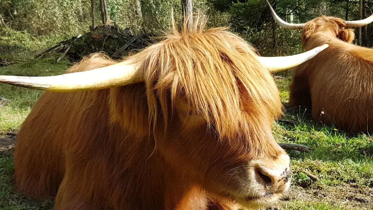 Zwei Schottische Hochlandrinder, die auf einer sonnigen Wistinghauser Senne ruhen. Ihr zotteliges Fell und die imposanten Hörner sind gut zu erkennen.
