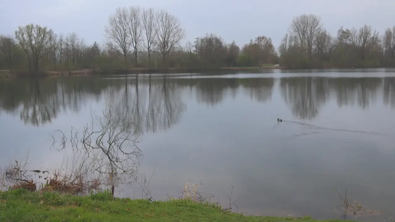 Ein ruhiger See in der Dedinge Heide, mit Bäumen am Ufer und einem Entenpaar, das über das Wasser gleitet.