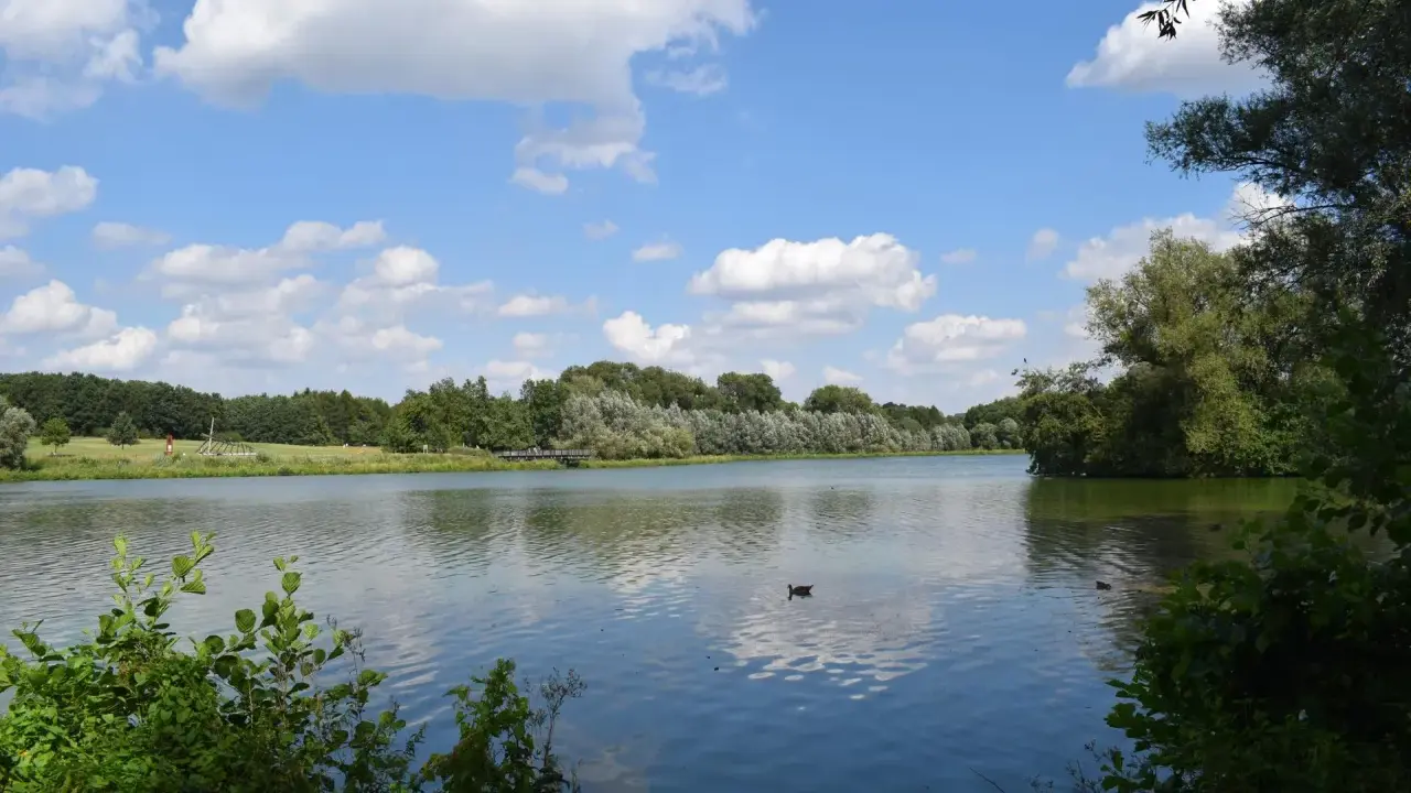 Ein ruhiger Fluss bei Bielefeld, gesäumt von grünen Bäumen und bewölktem Himmel. Enten schwimmen auf dem Wasser.
