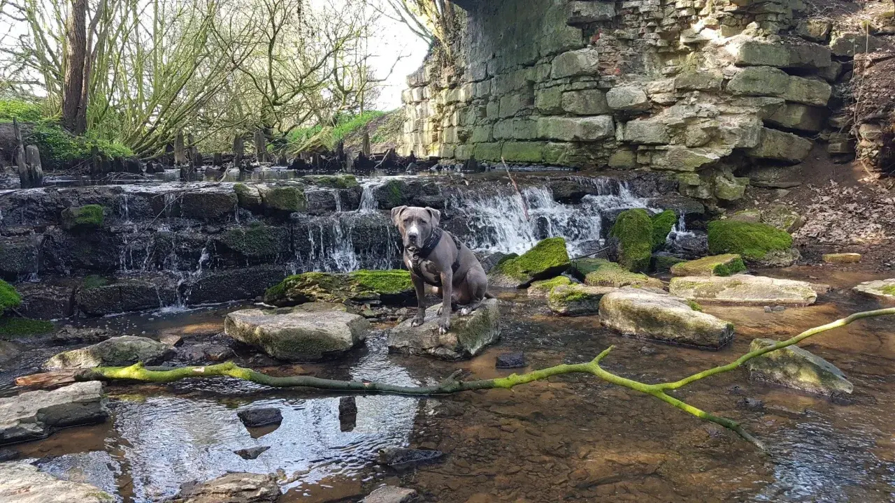 Ein Hund sitzt auf einem Stein in einem Bachlauf mit einem kleinen Wasserfall. Die Szene erinnert an das Geisterholz in Oelde.