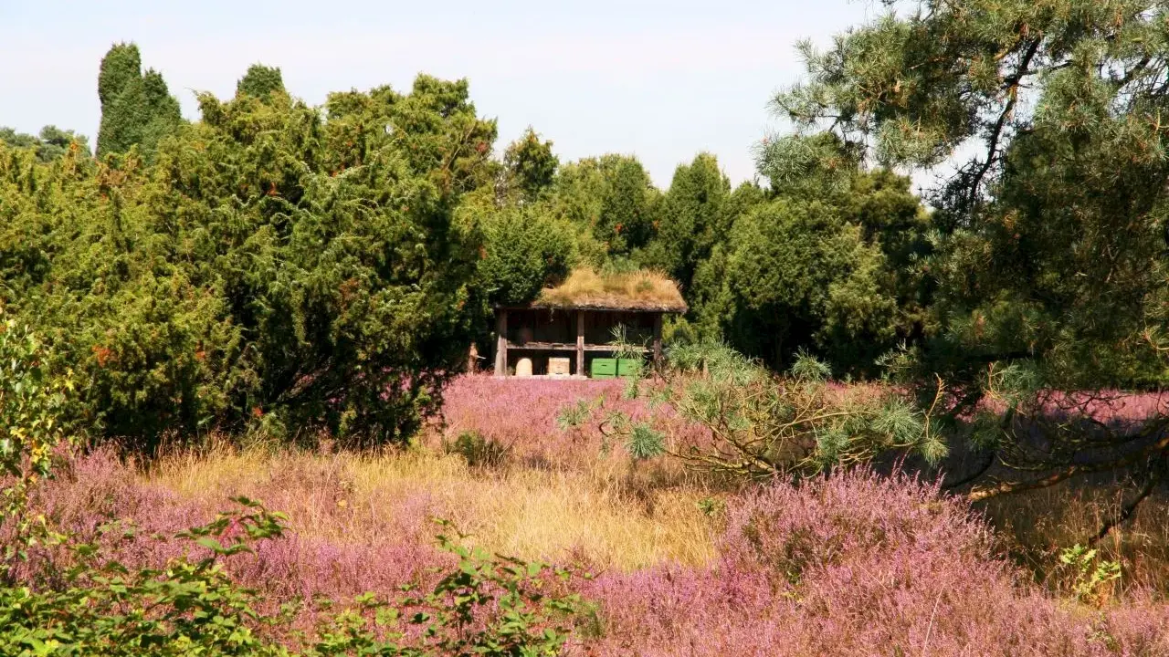 Westruper Heide: Ein Bienenhaus mit Grasdach steht inmitten blühender Heide und grüner Bäume.