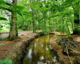 Ein Radfahrer fährt durch den sonnendurchfluteten holter wald, vorbei an einem Bach.