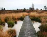 Holzsteg führt durch das **hohe Venn** mit goldenem Gras und Wasser. Ein friedlicher Pfad durch die Natur.