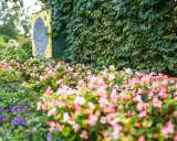 Bunte Blumen im Rosengarten Seppenrade, mit einer Wand aus grünen Blättern und einem gelben Schild mit Ammoniten-Symbol im Hintergrund.