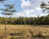 Ein Hiddeser Bent mit Kiefern und Birken, im Hintergrund ein Sendemast.