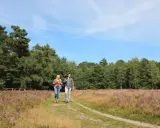 Ein Paar wandert auf einem Pfad durch blühendes Heidekraut. Der Weg führt entlang eines Waldes, ideal für einen Ausflug auf dem emsquellen wanderweg.