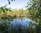 Ein ruhiger Teich im Emsdettener Venn spiegelt die üppige Vegetation und den blauen Himmel wider.