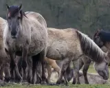 Eine Herde wilder Pferde in Deutschland, die auf einer grünen Wiese grasen. Ihre dicken Felle schützen sie vor der Kälte.