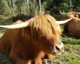 Zwei Schottische Hochlandrinder, die auf einer sonnigen Wistinghauser Senne ruhen. Ihr zotteliges Fell und die imposanten Hörner sind gut zu erkennen.
