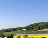 Bunte Felder erstrecken sich am Fuße des bewaldeten Stemweder Berg. Gelbe Rapsfelder und grüne Getreidefelder wechseln sich ab.