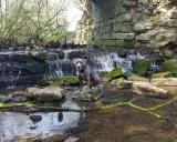 Ein Hund sitzt auf einem Stein in einem Bachlauf mit einem kleinen Wasserfall. Die Szene erinnert an das Geisterholz in Oelde.