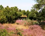 Westruper Heide: Ein Bienenhaus mit Grasdach steht inmitten blühender Heide und grüner Bäume.