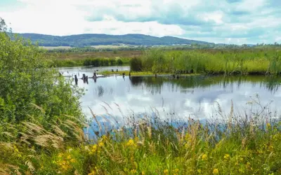 Hügelige Landschaft mit einem ruhigen Gewässer, umgeben von Schilf und Gräsern. Das Hiller Moor spiegelt den Himmel wider.