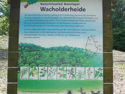 Infotafel zur Wacholderheide am Kleinen Selberg, die Lebensraum für viele Tiere und Pflanzen bietet. Sieben Quellen der Information sind hier dargestellt.