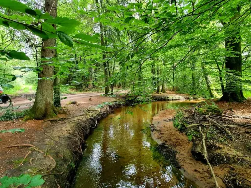 Ein Radfahrer fährt durch den sonnendurchfluteten holter wald, vorbei an einem Bach.