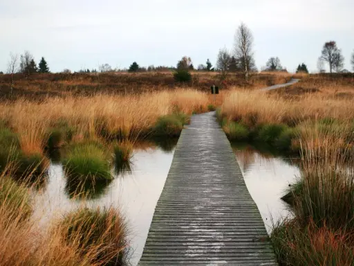 Holzsteg führt durch das **hohe Venn** mit goldenem Gras und Wasser. Ein friedlicher Pfad durch die Natur.