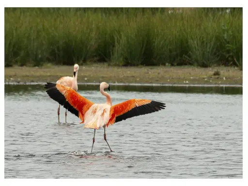 Flamingos im Zwillbrocker Venn breiten ihre leuchtend orangen Flügel aus. Ein zweiter Flamingo steht im Wasser dahinter.