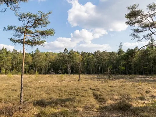 Ein Hiddeser Bent mit Kiefern und Birken, im Hintergrund ein Sendemast.