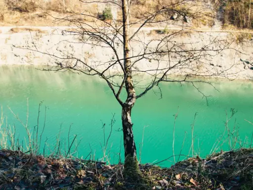 Ein kahler Baum steht am Ufer der blauen Lagune im Teutoburger Wald. Das Wasser schimmert türkisgrün vor der hellen Felswand.