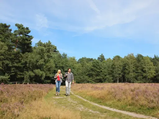 Ein Paar wandert auf einem Pfad durch blühendes Heidekraut. Der Weg führt entlang eines Waldes, ideal für einen Ausflug auf dem emsquellen wanderweg.