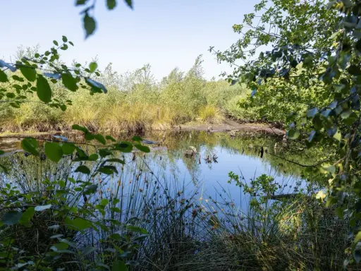 Ein ruhiger Teich im Emsdettener Venn spiegelt die üppige Vegetation und den blauen Himmel wider.