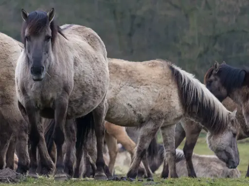 Eine Herde wilder Pferde in Deutschland, die auf einer grünen Wiese grasen. Ihre dicken Felle schützen sie vor der Kälte.