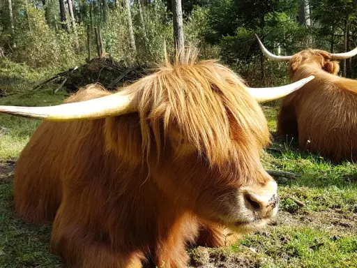 Zwei Schottische Hochlandrinder, die auf einer sonnigen Wistinghauser Senne ruhen. Ihr zotteliges Fell und die imposanten Hörner sind gut zu erkennen.