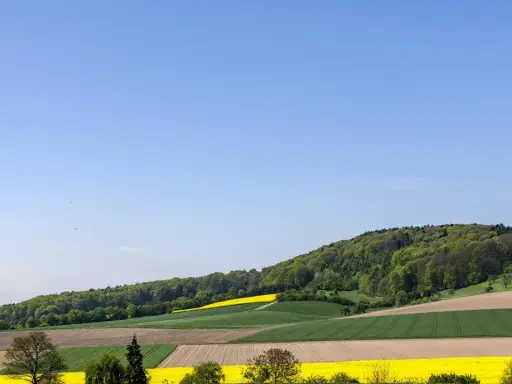 Bunte Felder erstrecken sich am Fuße des bewaldeten Stemweder Berg. Gelbe Rapsfelder und grüne Getreidefelder wechseln sich ab.