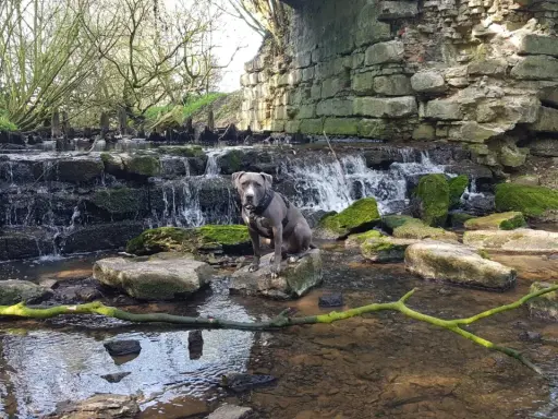 Ein Hund sitzt auf einem Stein in einem Bachlauf mit einem kleinen Wasserfall. Die Szene erinnert an das Geisterholz in Oelde.