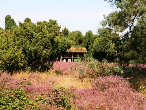 Westruper Heide: Ein Bienenhaus mit Grasdach steht inmitten blühender Heide und grüner Bäume.