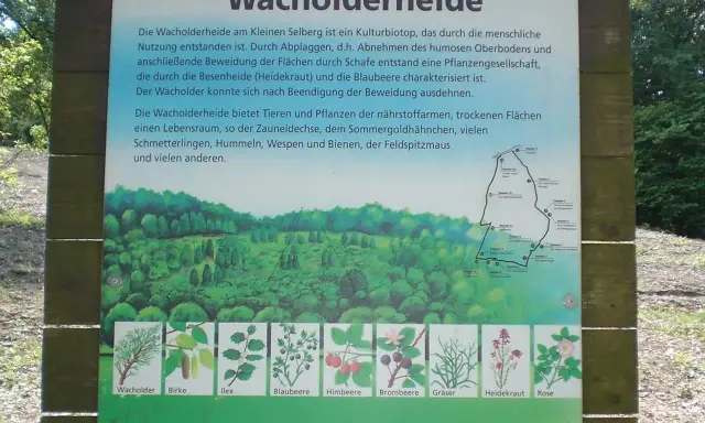 Infotafel zur Wacholderheide am Kleinen Selberg, die Lebensraum für viele Tiere und Pflanzen bietet. Sieben Quellen der Information sind hier dargestellt.