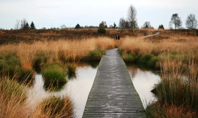 Holzsteg führt durch das **hohe Venn** mit goldenem Gras und Wasser. Ein friedlicher Pfad durch die Natur.