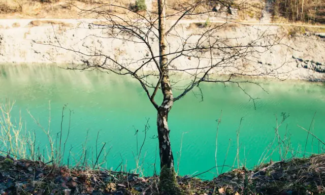 Ein kahler Baum steht am Ufer der blauen Lagune im Teutoburger Wald. Das Wasser schimmert türkisgrün vor der hellen Felswand.