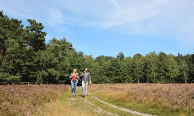 Ein Paar wandert auf einem Pfad durch blühendes Heidekraut. Der Weg führt entlang eines Waldes, ideal für einen Ausflug auf dem emsquellen wanderweg.