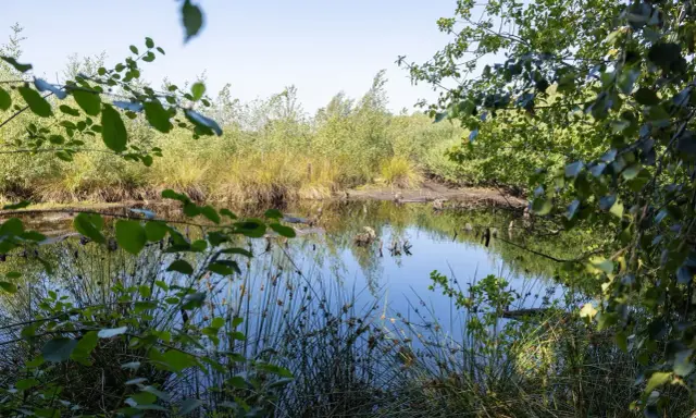 Ein ruhiger Teich im Emsdettener Venn spiegelt die üppige Vegetation und den blauen Himmel wider.
