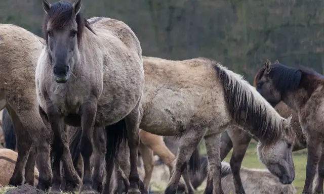 Eine Herde wilder Pferde in Deutschland, die auf einer grünen Wiese grasen. Ihre dicken Felle schützen sie vor der Kälte.
