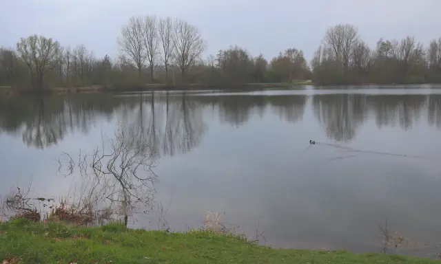 Ein ruhiger See in der Dedinge Heide, mit Bäumen am Ufer und einem Entenpaar, das über das Wasser gleitet.