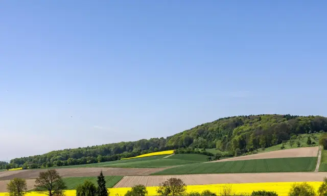 Bunte Felder erstrecken sich am Fuße des bewaldeten Stemweder Berg. Gelbe Rapsfelder und grüne Getreidefelder wechseln sich ab.