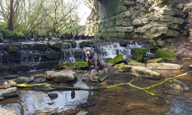 Ein Hund sitzt auf einem Stein in einem Bachlauf mit einem kleinen Wasserfall. Die Szene erinnert an das Geisterholz in Oelde.