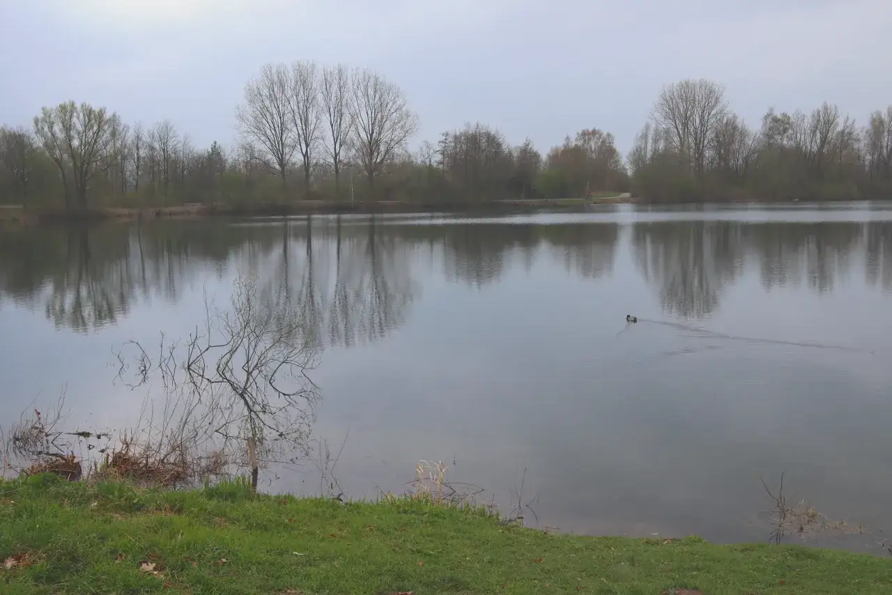 Ein ruhiger See in der Dedinge Heide, mit B&auml;umen am Ufer und einer Ente, die friedlich schwimmt.